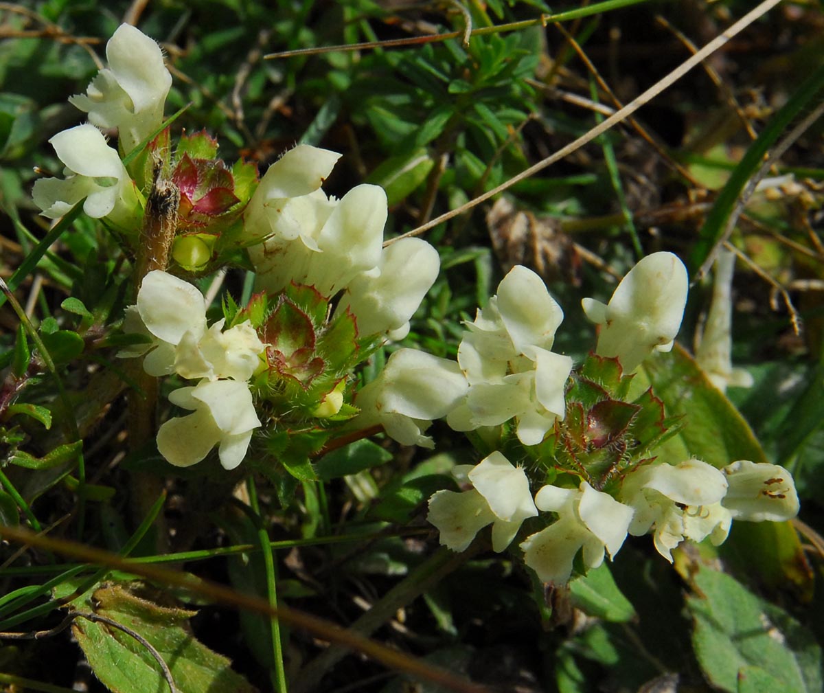 Habitus